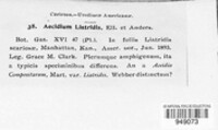 Dicaeoma liatridis image